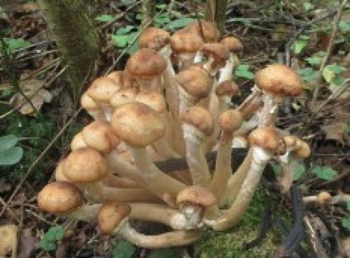 Съедобные грибы похожие на Опята. Грибы Опята