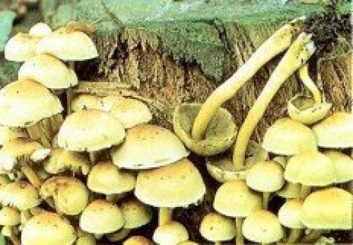 Съедобные грибы похожие на Опята. Грибы Опята 02