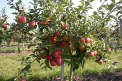 Как укрыть стелющуюся яблоню на зиму. Что представляет собой стелющаяся яблоня?