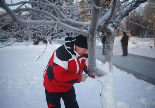 Как укрыть молодые плодовые деревья на зиму на урале. Как правильно утеплить молодую и взрослую яблоню на зиму