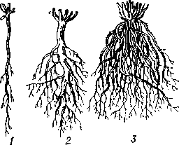 Типы   корневой   системы   растений:   1,2 — стержневая;   3 — мочковатая,