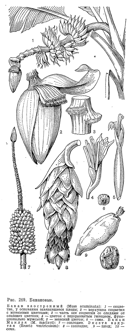 Семейство банановые (Musaceae)