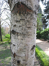 Betula pendula subsp Fontqueri textura del tronco.jpg