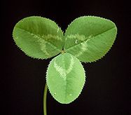 Trifolium repens 07 ies.jpg