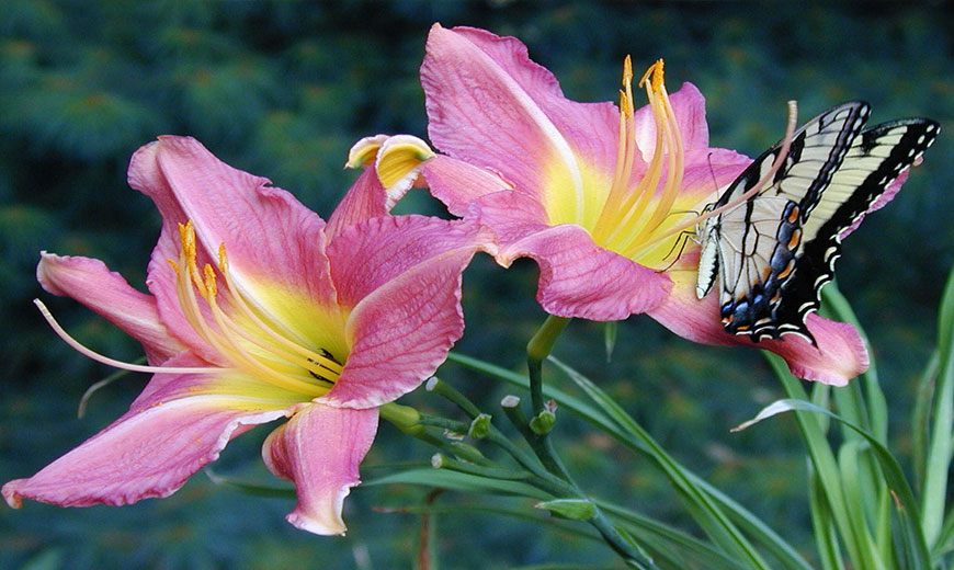 Розовая лилия с бабочкой