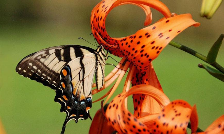 Тигровая лилия с бабочкой