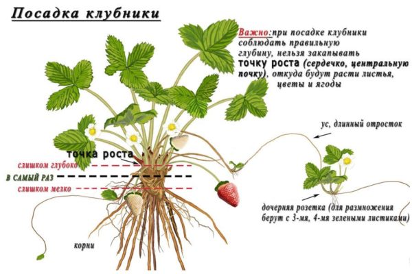 Схема посадки клубники