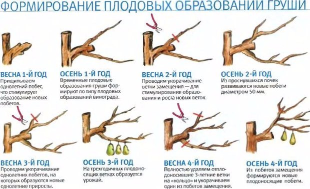 Форимровка плодовых образований груши