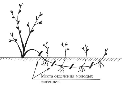 Схема размножения горизонтальными отводками