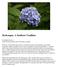 Hydrangea: A Southern Tradition