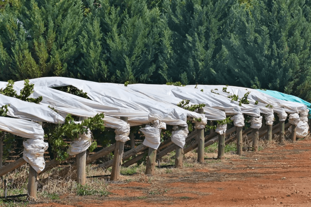 Укрыть виноград