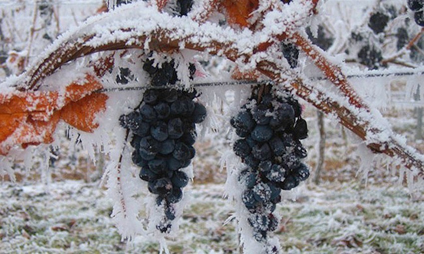 Замерзший виноград