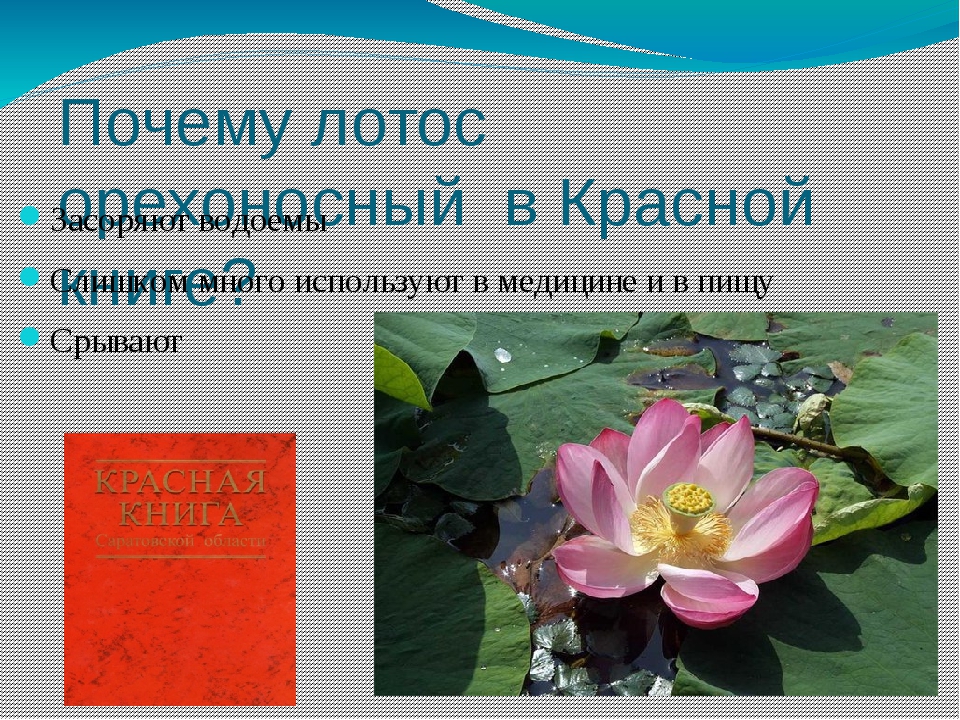 Лотос орехоносный красная книга картинки