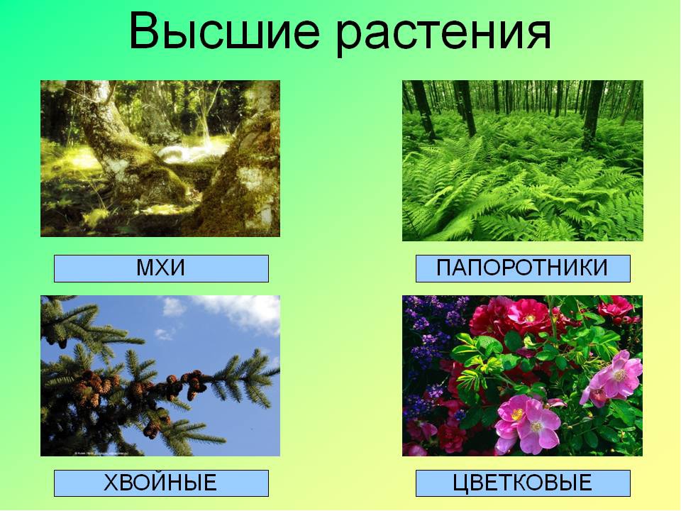 Группа растений которых является. Высшие растения. Нисшиеи вясшие растения. Нишие и вышии растения.. Высшие растения примеры.