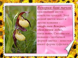Венерин башмачок–красивейший цветок семейства орхидей. Этот редкий цветок им