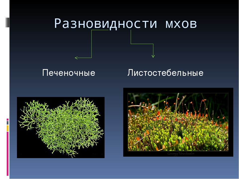 Мхи относятся к высшим или низшим