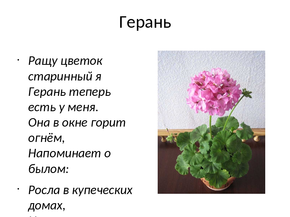 Стихи про герань