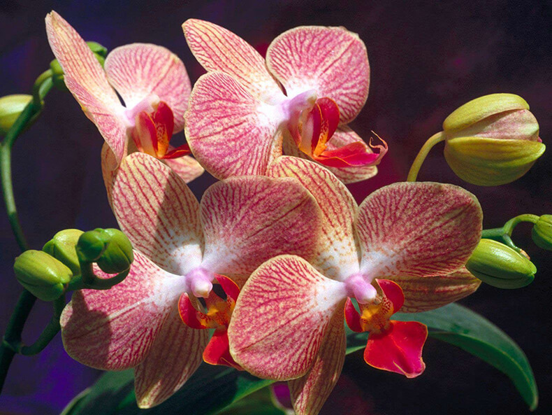 Соблюдайте эти 9 правил и ваша орхидея будет цвести круглый год!