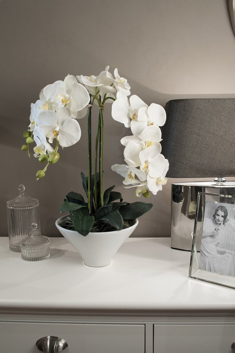 Соблюдайте эти 9 правил и ваша орхидея будет цвести круглый год!
