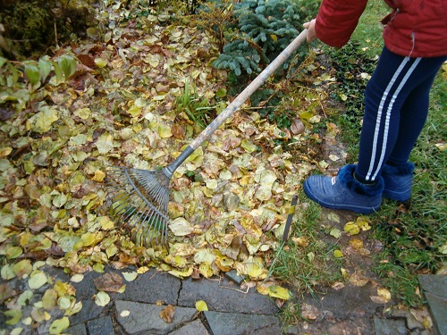 целесообразно ли сгребать в кучи осенние листья