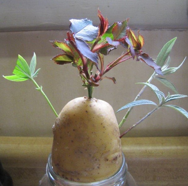 черенки роз в картошке в домашних условиях