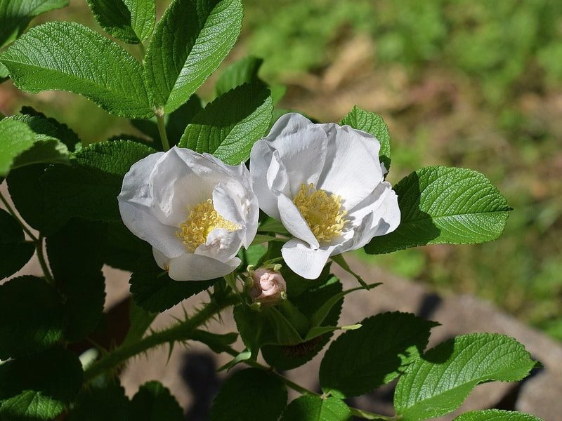 роза ругоза (фото)