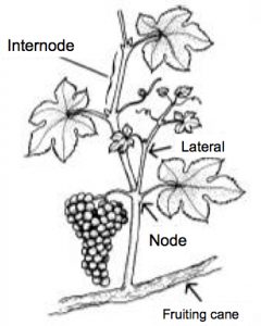 illustration showing internode, lateral, node, and fruiting cane