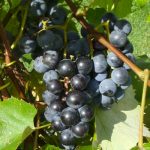 Lubrusca-type grapes