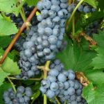 Marechal Foch grapes