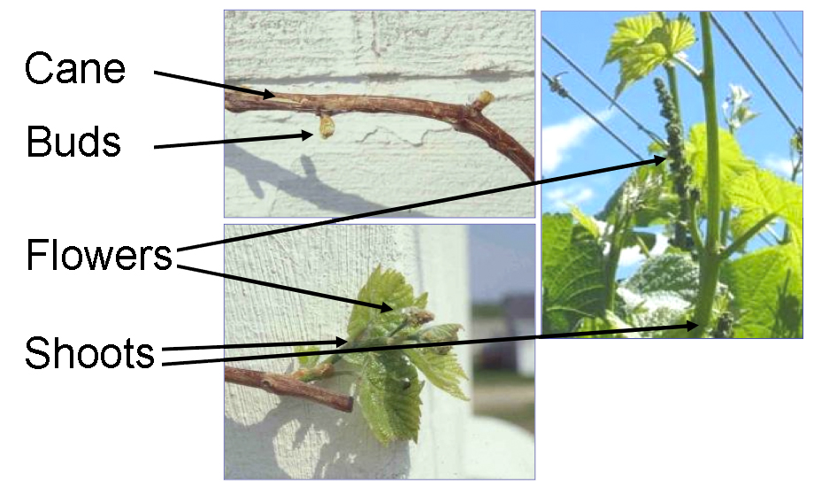 parts of the grape plant: cane, buds, flowers, shoots