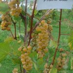 Prairie Star grapes