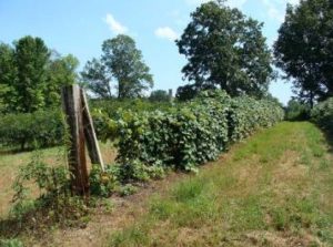 row of grapevines