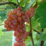 Somerset grapes