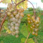 St. Pepin grapes