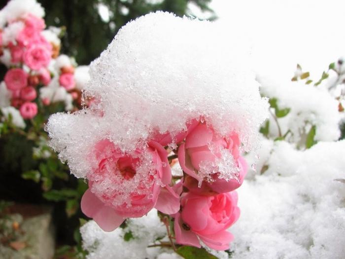 при какой температуре укрывать розы на зиму