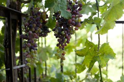 виноград выращивание из косточек