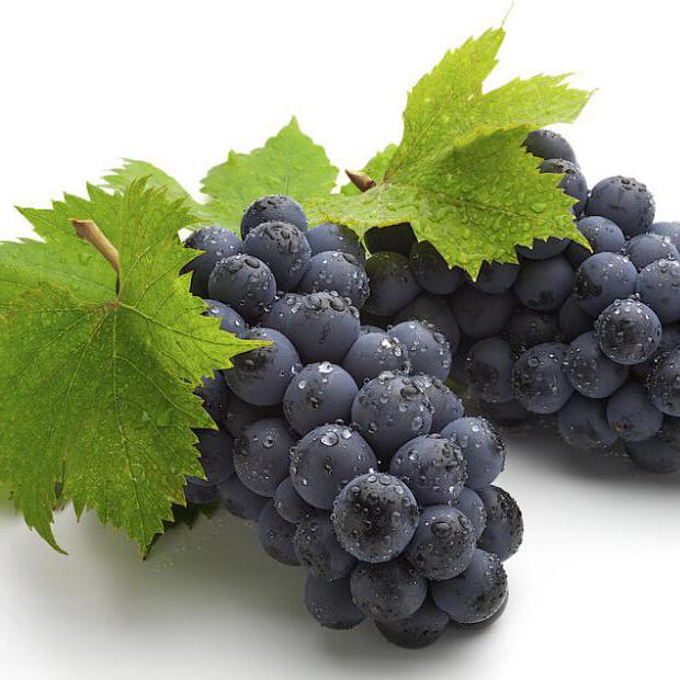 можно ли вырастить виноград из косточки
