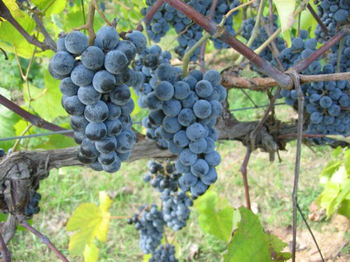 способы выращивания винограда