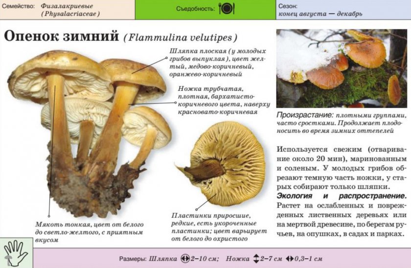 Характеристика гриба опёнок зимний