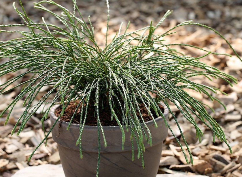 Туя Випкорд Туя Випкорд