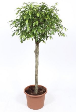 Штамбовый фикус