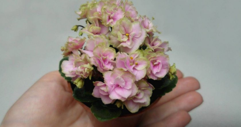 Микромини Микромини