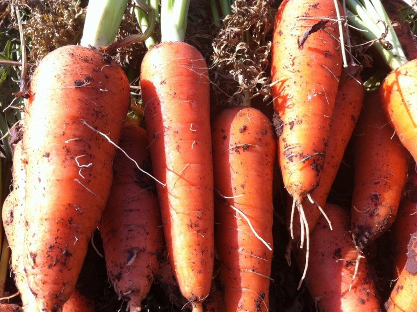 Сбор и хранение урожая моркови Абако