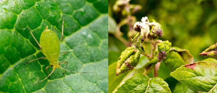 Тля на сливе