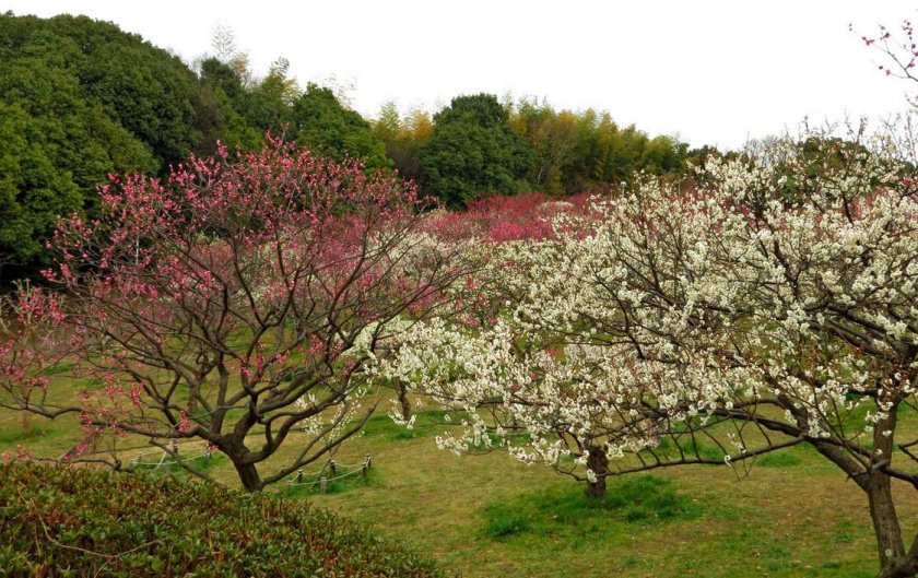 Сливовый сад