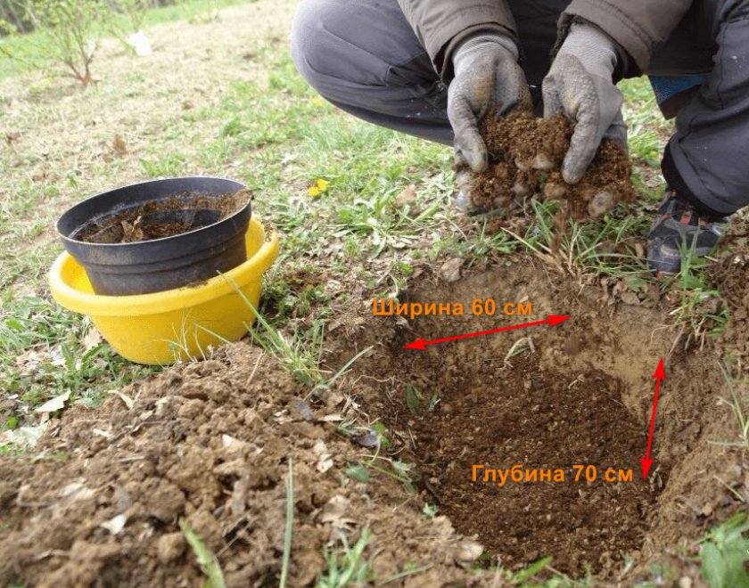 Подготовка посадочной ямы