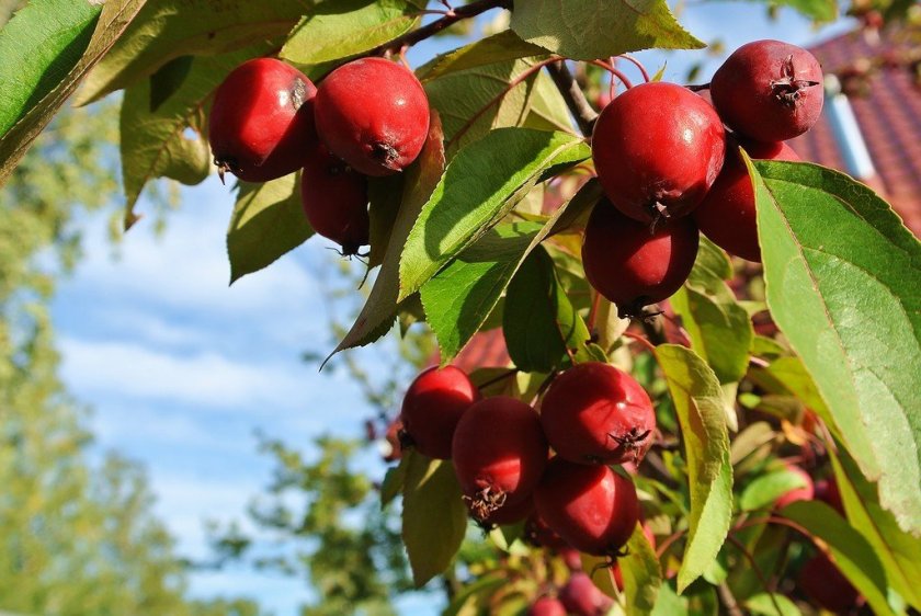 Яблоня Ранетка Яблоня Ранетка