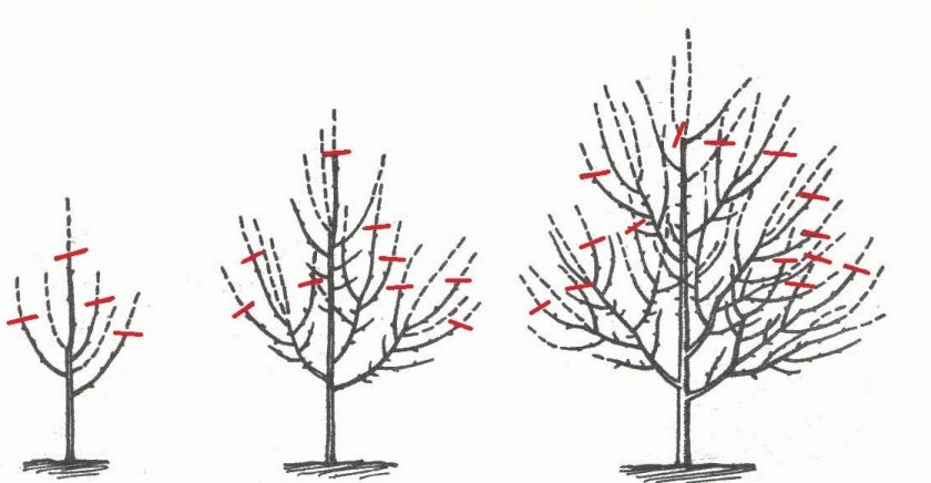 Как формировать яблоню