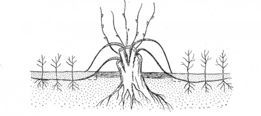 Размножение отводками