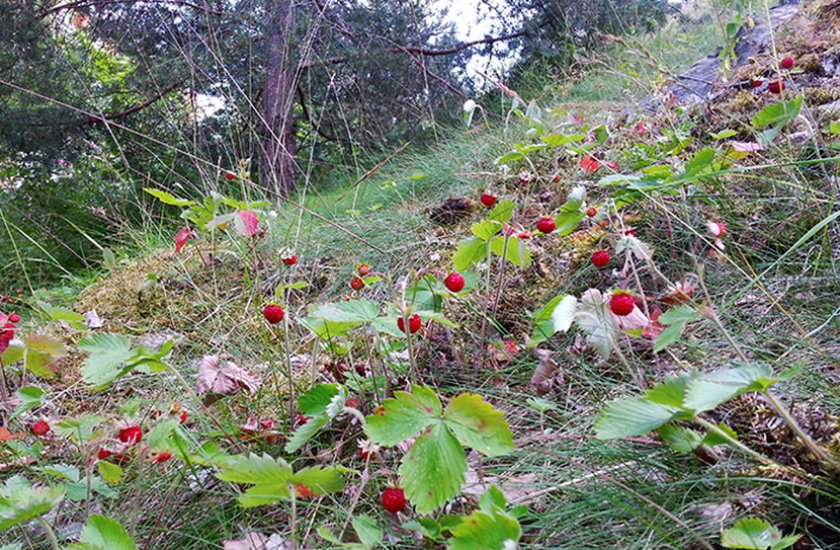 Дикая клубника в саду